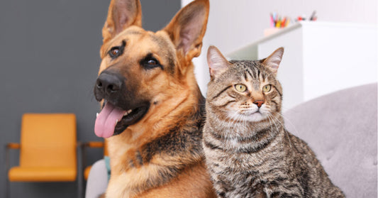 How to Choose the Best Pet Bed for Maximum Comfort